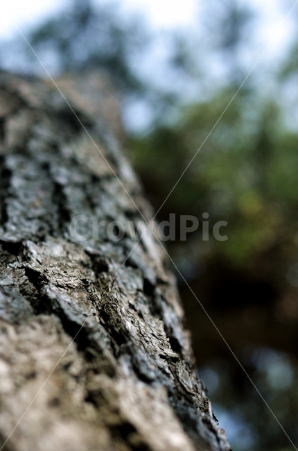 나무,소나무,아웃포커스,껍질,생명,자연,nature,outfocus,식물,자연,plants,nature