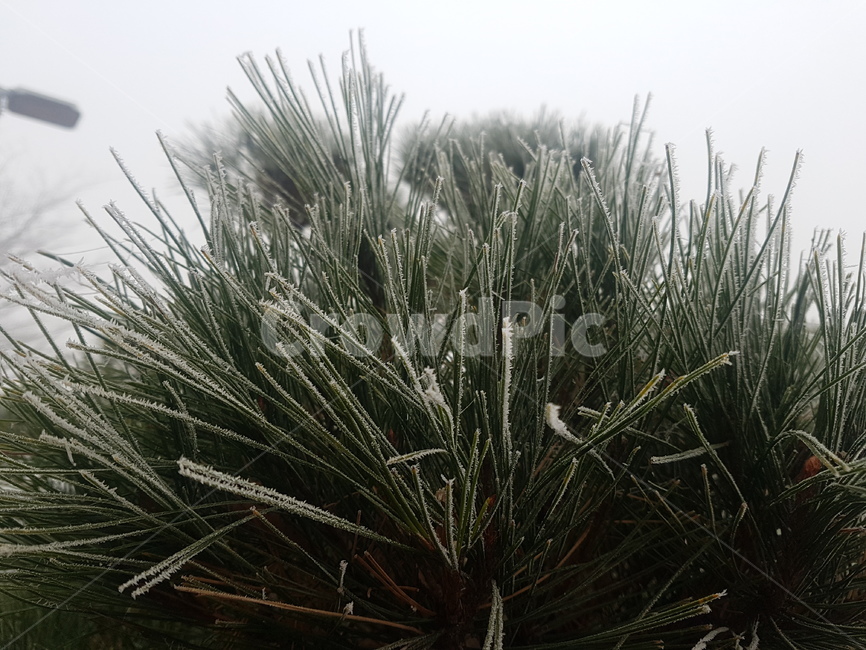 서리,눈,소나무,솔잎,상록수,snow,frost,초록,식물,자연,plants,nature