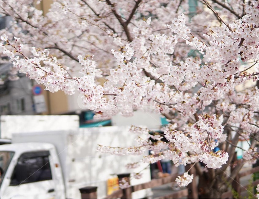 벚꽃,봄,꽃,사쿠라,플라워,봄,계절,spring,season,plant,식물,flower,blossom