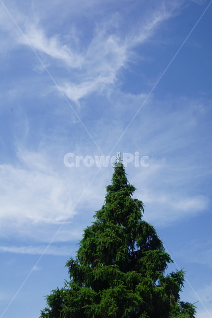 cloud,tree,nature,greentree,sky,bluesky,하늘,파란하늘,나무,구름,자연