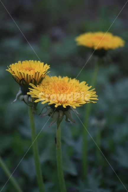 민들레,민들레씨,민들레꽃,민들레홀씨,봄,봄,계절,spring,season,식물,자연,plants,nature,꽃,flower,plant