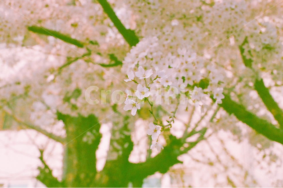 봄,벚꽃,cherryblossom,flowers,꽃,식물,자연,plants,nature,꽃,flower
