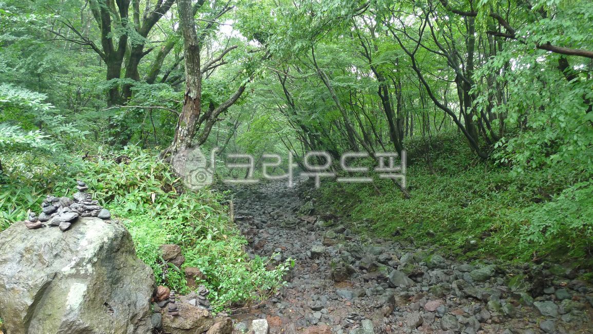 Jeju Saryeoni,trail,Saryeoni Forest Trail,Jeju,woodland,nature,I want to buy it,vegetation