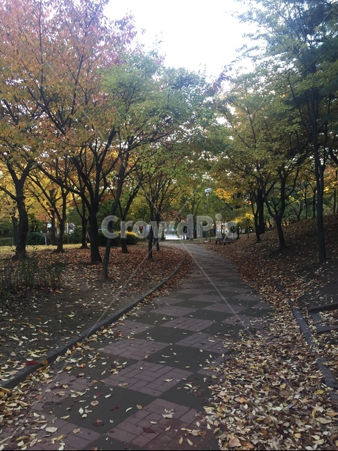 나무,자연,푸르름,산,공원