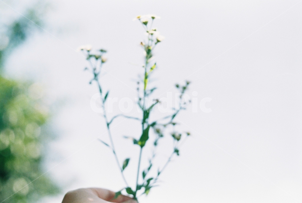 꽃,봄,flower,spring,필름사진,식물,자연,plants,nature,꽃,flower,감성,sensible,feeling
