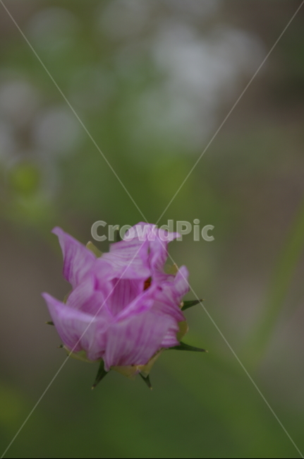 꽃,flower,식물,plant,자연,nature
