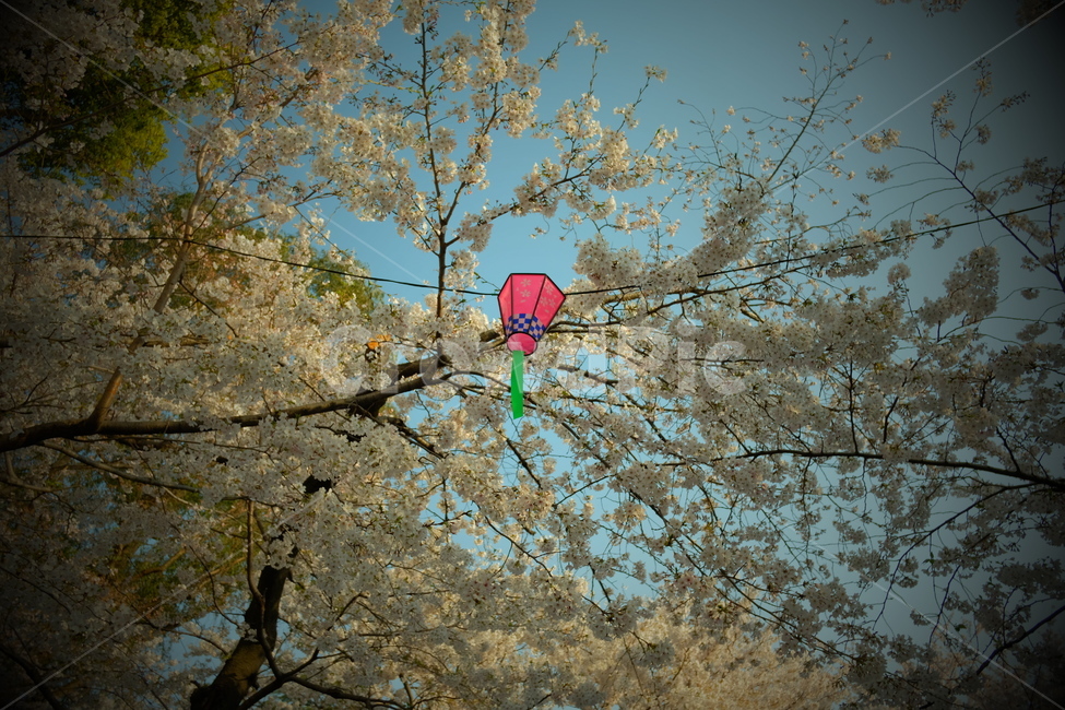 벚꽃,등,봄꽃,벚꽃축제,감성,봄날,벚꽃등