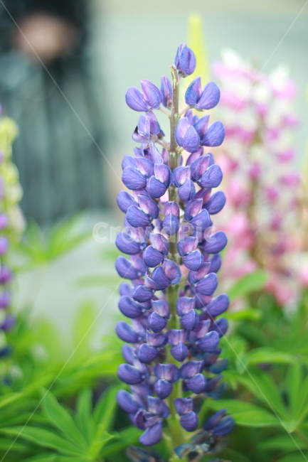 꽃,봄꽃,식물,flower,plants,봄,계절,spring,season,식물,자연,plants,nature,꽃,flower,plant,blossom