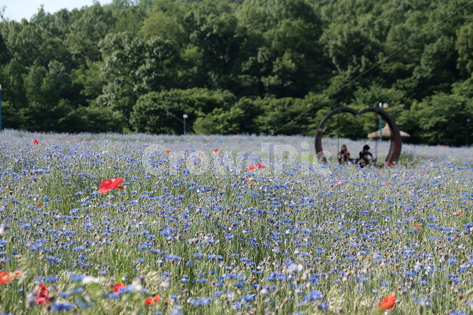들꽃,꽃,야생화,flower,wildflower,꽃밭