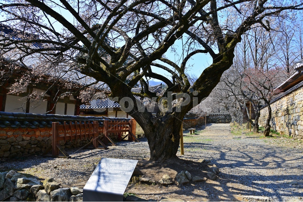 outdoors,옥외,tree,나무,plant,식물,treetrunk,나무줄기,승주,선암사,사찰,절,매화,홍매화,선암매