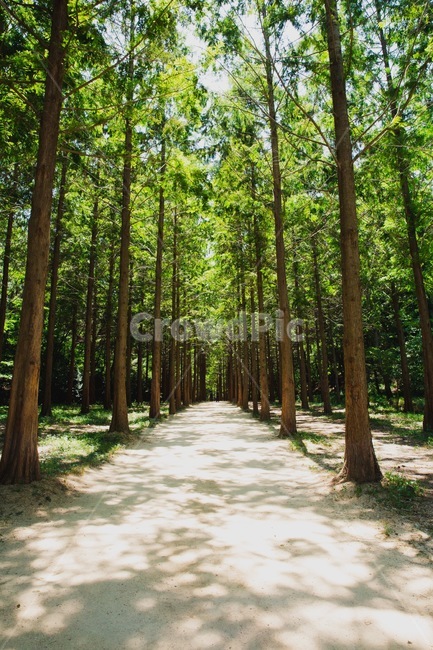 울산,대공원,숲,메타세콰이어,분위기,자연,풍경,nature,landscape,tree,나무,plant,식물,path,통로