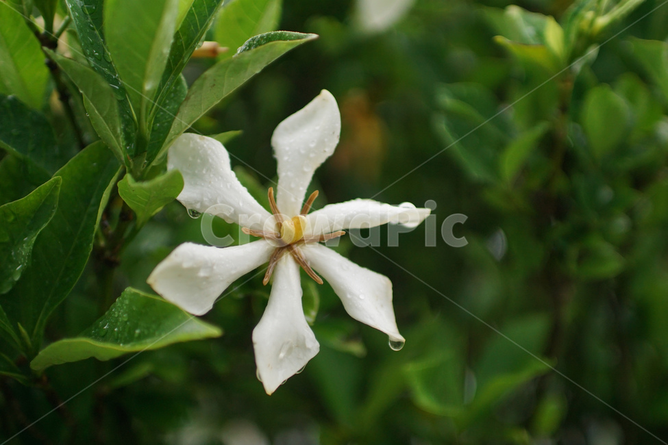 flowers,꽃,치자꽃,흰색,하얀꽃,빗방울,식물,자연,plants,nature,꽃,flower