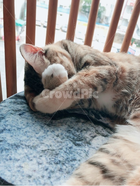 고양이,동물,냐옹이,애견,냥이