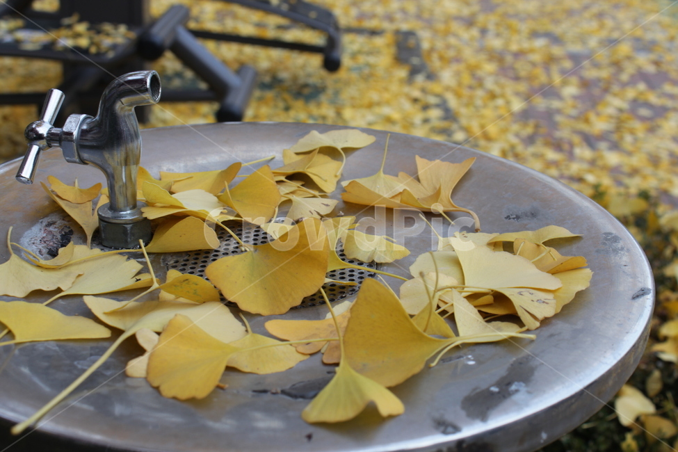 식수대,낙엽,나뭇잎,가을,단풍,가을,계절,fall,autumn,season,식물,자연,plants,nature