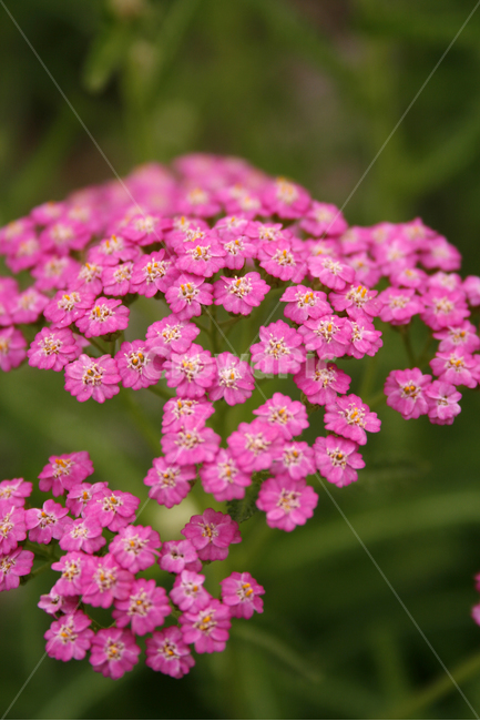 톱풀,식물,flower,plants,nature,꽃,식물,자연,plants,nature,꽃,flower