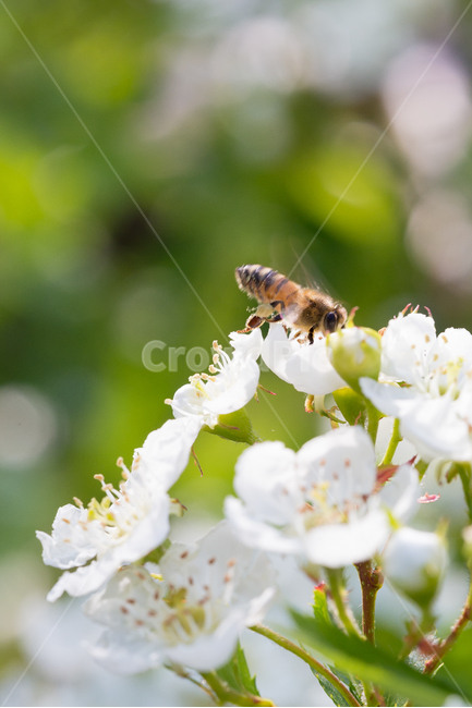 벌,봄,봄꽃,곤충,벌과꽃,봄,계절,spring,season,식물,자연,plants,nature,꽃,flower,동물,animal,곤충,벌레,insect,bug,휴식,힐링,rest,relaxation,healing,honey bee,꿀벌,bee,invertebrate,무척추 동물,plant