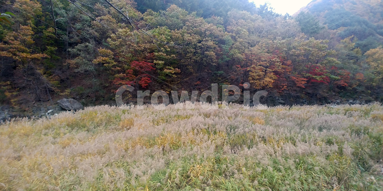 억새,갈대,단풍,가을,시내,물,나무,plant,tree,water,빨간색,노란색,노랑,빨강,울긋불긋