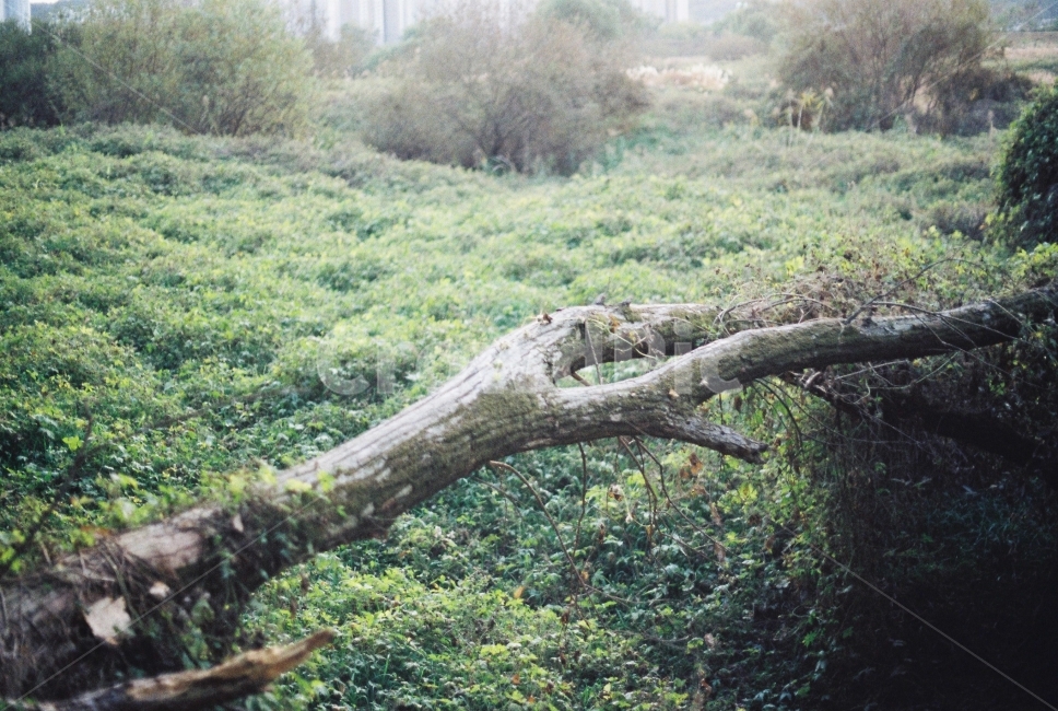나무,자연,아침,초록,풀,자연,풍경,nature,landscape,감성,sensible,feeling,휴식,힐링,rest,relaxation,healing,tree,plant,식물,tree trunk,나무 줄기