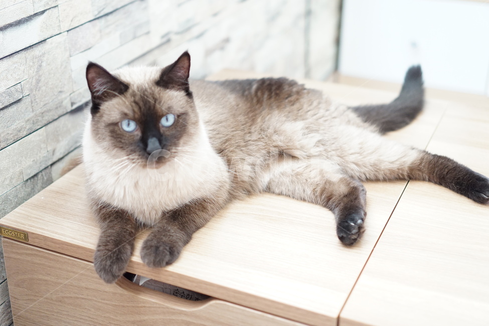 고양이,샴고양이,집고양이,반려묘,코코아색,동물,animal,포유류,mammal,고양이,cat,kitten,kitty