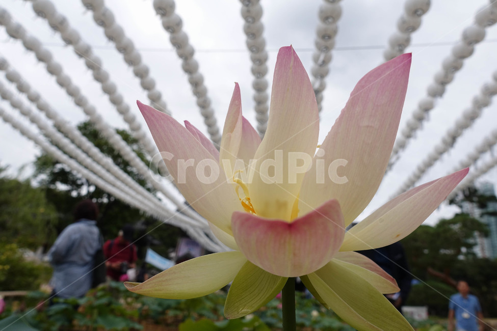 연꽃,연등,사찰,plant,식물,식물,자연,plants,nature,꽃,flower