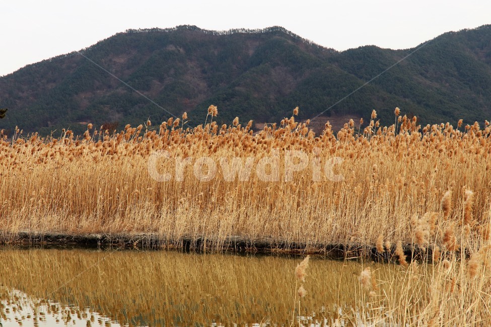 순천만,가을갈대,가을풍경,오솔길,숲길,가을산길,마실,갈대,갈대밭,나무,시골,가을,계절,fall,autumn,season,자연,풍경,nature,landscape,grass,잔디,plant,식물,lawn,reed