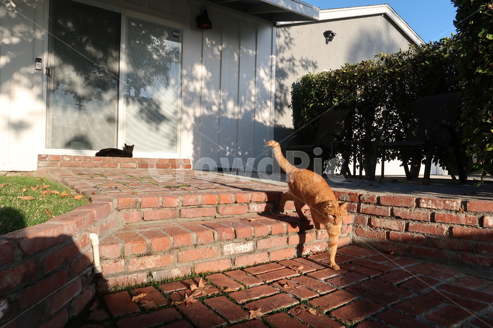 walkway,flagstone,brick,보도,고양이,동물,동네,길냥이