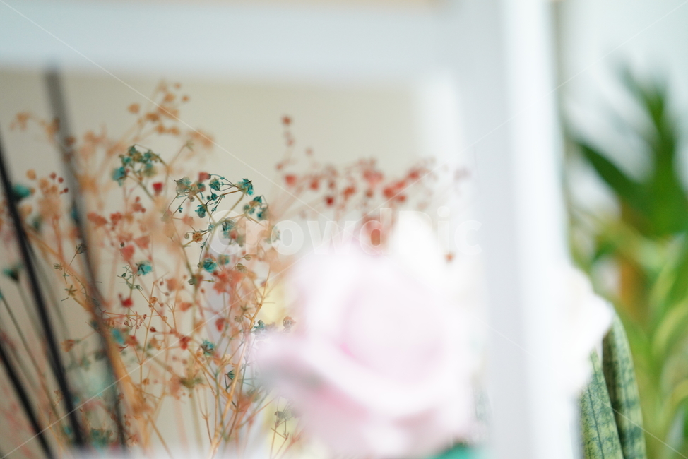 꽃,플라워,접사,감성,생물,생명,식물,flower,색감,컬러,잎