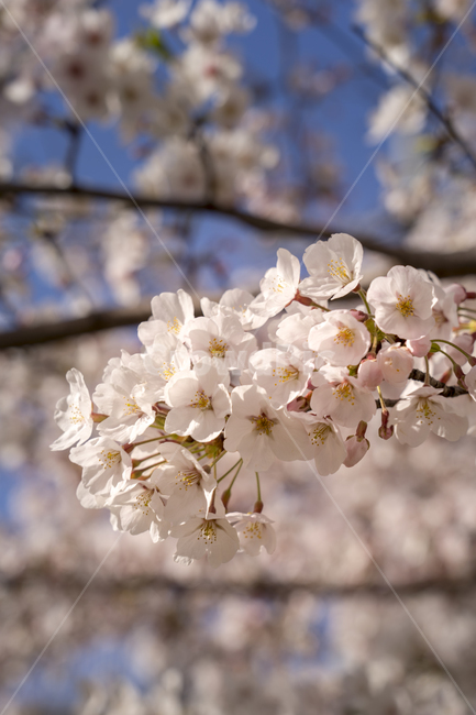 봄,꽃,식물,나무,하늘,cherryblossom,벚꽃,flower