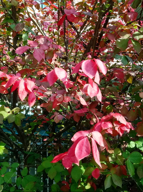 가을,단풍,낙엽,maple,plant,식물,단풍나무,단풍잎,leaf,잎,tree,나무,계절,fallautumnseason,가을단풍,자연,풍경,경치,가을,계절,fall,autumn,season,식물,자연,plants,nature,나무,trees,wood