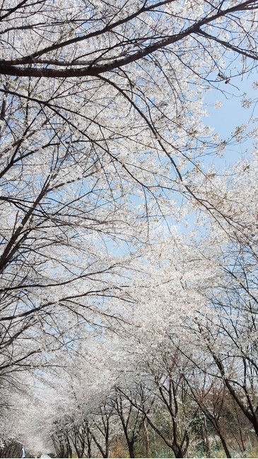 봄,벚꽃,나무,계절,꽃,봄,계절,spring,season,자연,풍경,nature,landscape,식물,plants,꽃,flower,나무,trees,wood,plant,tree