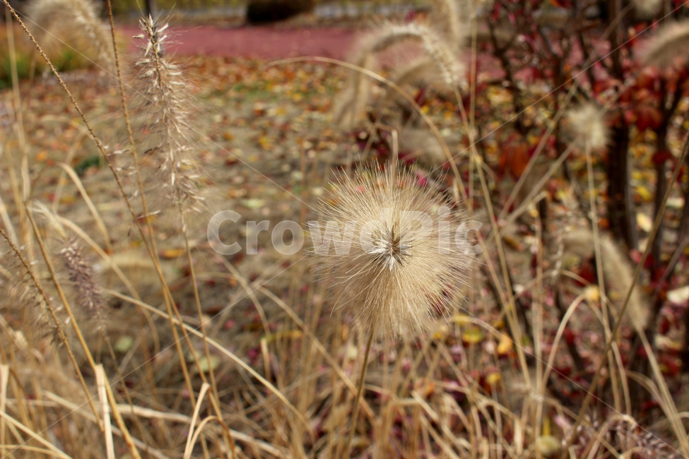 plant,식물,가을,공원,야외,배경,갈색