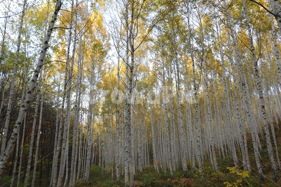 식물,나무,자작나무,풍경,계절,자연,풍경,nature,landscape,tree,plant
