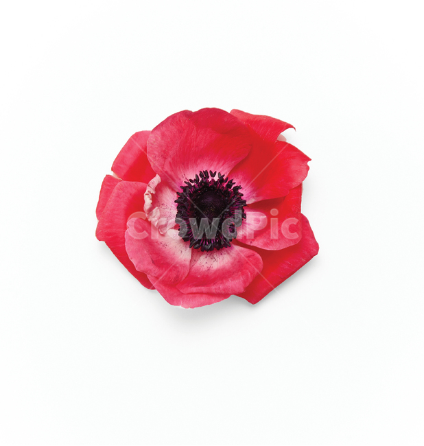 꽃,꽃머리,꽃정탑,꽃촬영,redfllower,꽃,flower,누끼,remove background