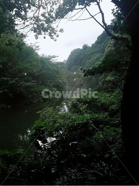숲,호수,자연,감성,분위기,초목,nature,plant,나무,초록,자연,풍경,nature,landscape,vegetation,식물,tree,outdoors,옥외,land,땅,rainforest,열대 우림,jungle,밀림