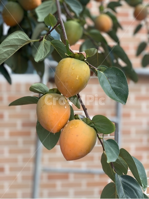 과일,fruit,plant,식물,food,음식,나무,나뭇잎,나뭇가지,초록색,감,열매