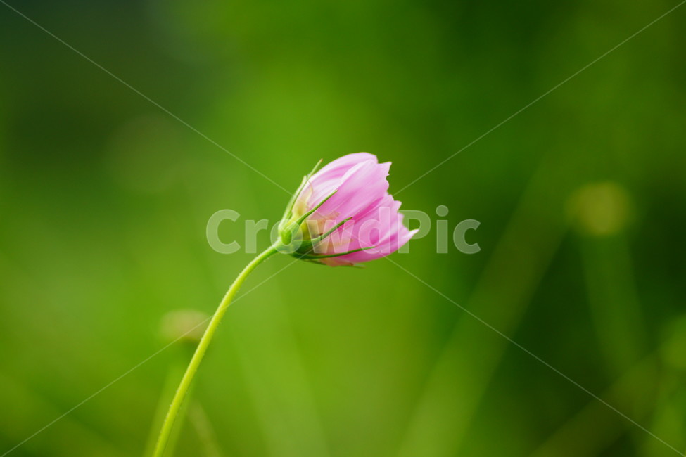 plant,식물,pollen,화분,geranium,blossom,꽃,flower,식물,자연,plants,nature,꽃,flower
