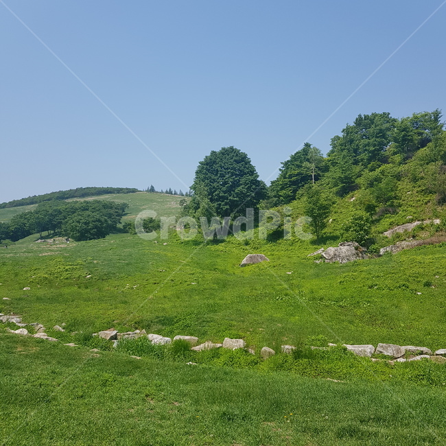 양떼목장,대관령,초원,들판,풀,가을,nature,자연,outdoors,옥외,field,들,grassland,목초지,자연,풍경,nature,landscape