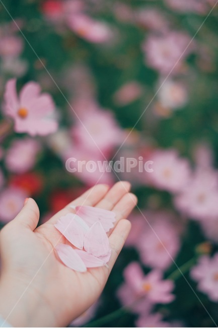코스모스,가을,꽃,손,감성사진,꽃잎,가을,계절,fall,autumn,season,꽃,flower,사람,인물,인간,human,person,신체일부,몸,body,감성,sensible,feeling,finger,손가락