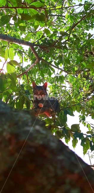고양이,나무,자연,아이컨텍,카리스마,동물,animal,포유류,mammal,고양이,cat,kitten,kitty
