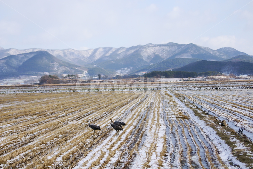 흑두루미,천수만,풍경,설경,서산,겨울,계절,winter,season,시골,마을,풍경,landscape,country,rural,town,동물,animal,조류,새,birds
