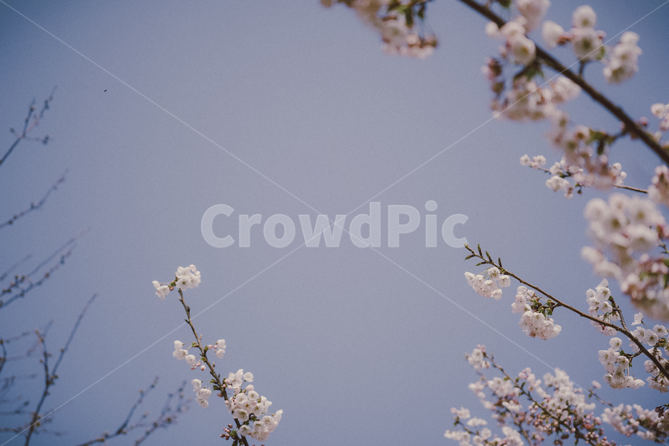 벚꽃,꽃,하늘,봄,cherryblossom,봄,계절,spring,season,plant,식물,flower,cherry blossom,blossom