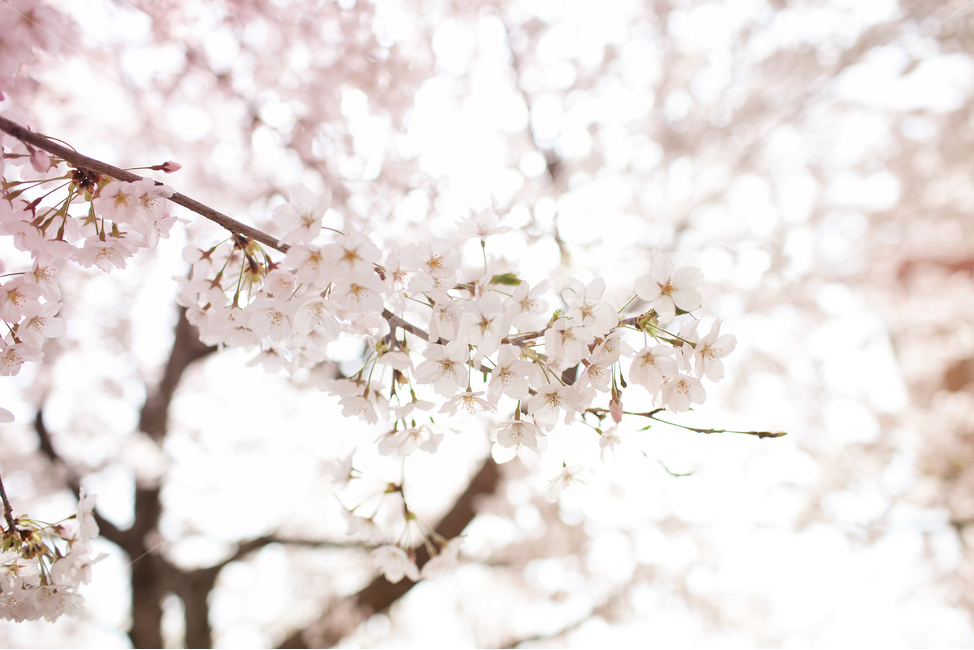 plant,식물,blossom,꽃,flower,벚꽃,봄,봄꽃,식물,자연,plants,nature