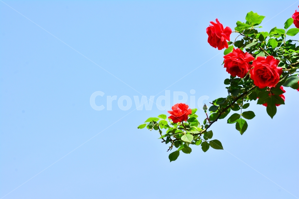 장미,로즈,ROSE,우아한,화려한,향기,향수,화장품,코스메틱,봄꽃,식물,시안,광고,홍보,편집,sns,ebook,배경,화초,초록,녹색,green,5월의여왕,가시,엘레강스,장미원,장미축제,정원,가든,앞뜰,화단,공원,FLOWERS,GREEN,잡지,출판,마케팅,전단,축제,나들이,5월,꽃잎,꽃송이,나무꽃,SPRING,PARK,식물,자연,plants,nature,꽃,flower