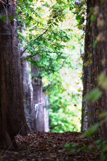 빛,햇빛,나무가지,light,sunlight,plant,식물,tree,나무,treetrunk,나무줄기,메타세콰이어,가로수,낙옆