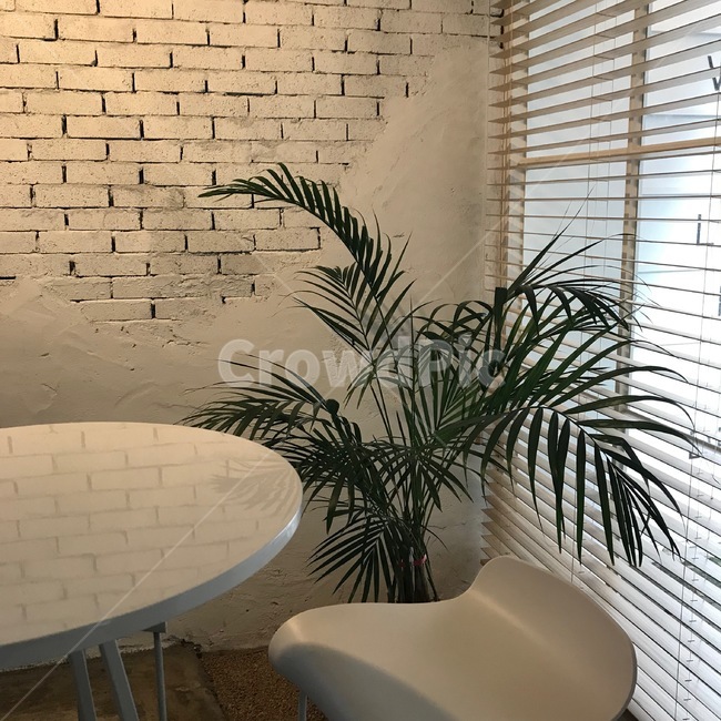 카페,cafe,하얀,인테리어,감성,식물,커튼,블라인드,테이블,의자,카페내부,창문,벽돌,페인트,실내