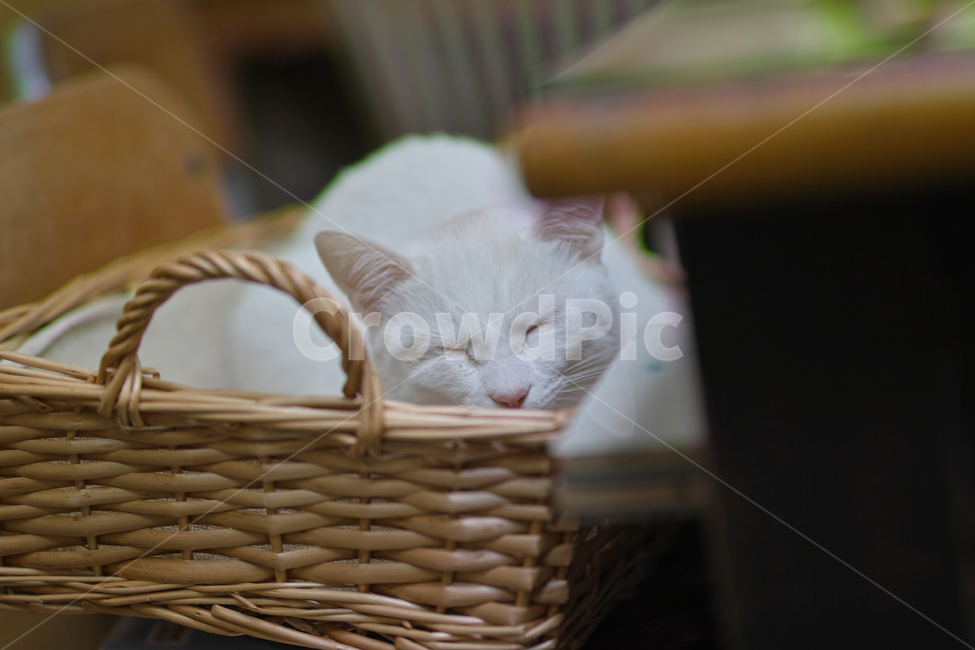 고양이,야옹,집사,동물,잠자는,동물,animal,포유류,mammal,고양이,cat,kitten,kitty