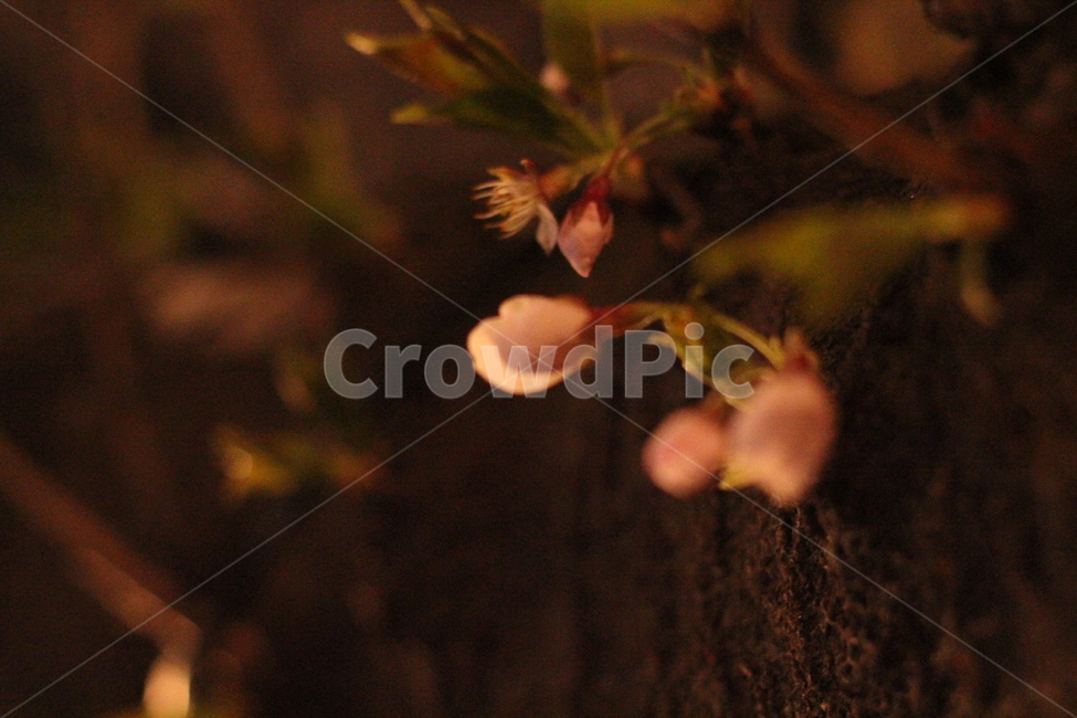 꽃봉오리,벚꽃,밤,봄,벚꽃축제,봄,계절,spring,season,야경,밤,풍경,nightscape,night,landscape,plant,식물