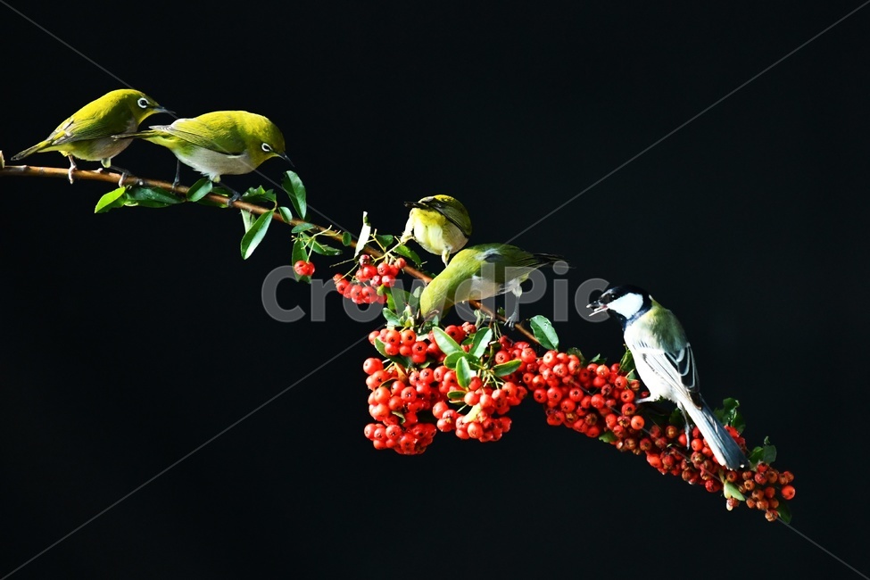 새,동박새,박새,동물,조류,핀치,새먹이,화조도,새조롱,동물,animal,조류,새,birds