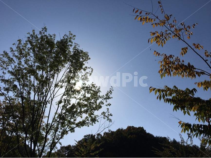 나무,하늘,맑음,자연풍경,풍경,자연,풍경,nature,landscape,tree,plant,식물