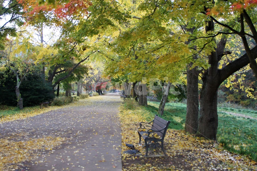가을,단풍,나무,자연,식물,풍경,빨강색,노란색,초록색,하늘,낙엽,trees,nature,autumn,sky,red,yellow,green,season,자연풍경,계절,감성,벤치,빈의자,길,가을,계절,fall,autumn,season,자연,풍경,nature,landscape,tree,plant,tree trunk,나무 줄기,bench,furniture,가구